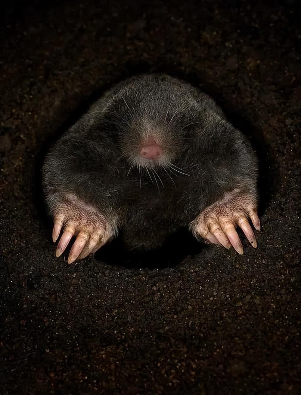 事实也确实如此,鼢鼠一晚上就能吃掉不少农民的心血,而且它刨洞也会