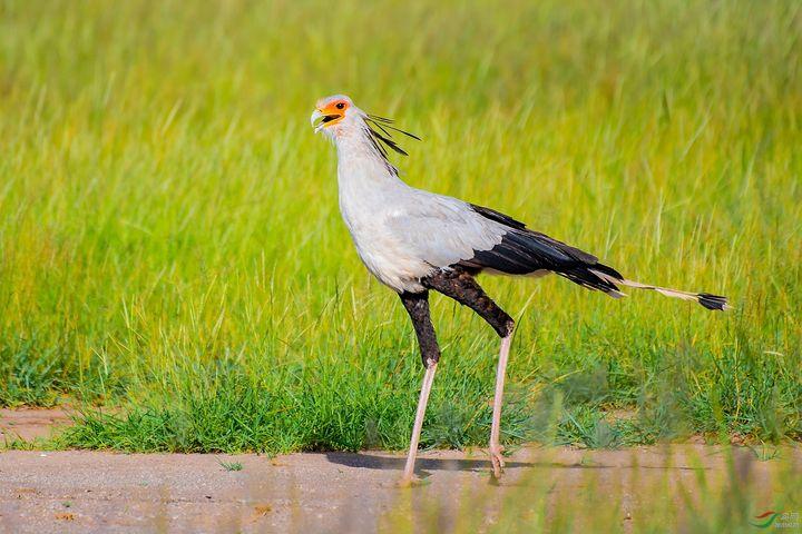 来看看:还有的凤尾蝴蝶幼虫进化出了类似蛇用舌头吐信时的触角,拟态做