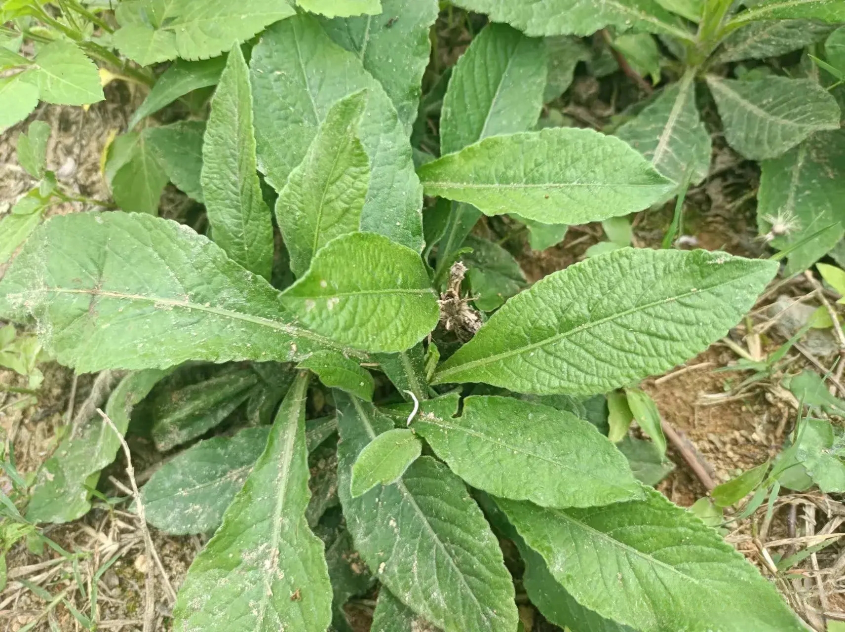 野棉花根抗癌图片