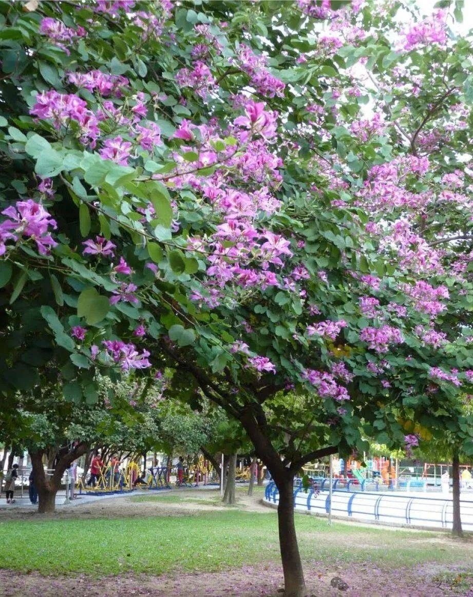 园林中常见的观花乔木