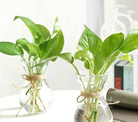 红掌"水培"养出花,丢在水里长势欢,越浇越爆盆!