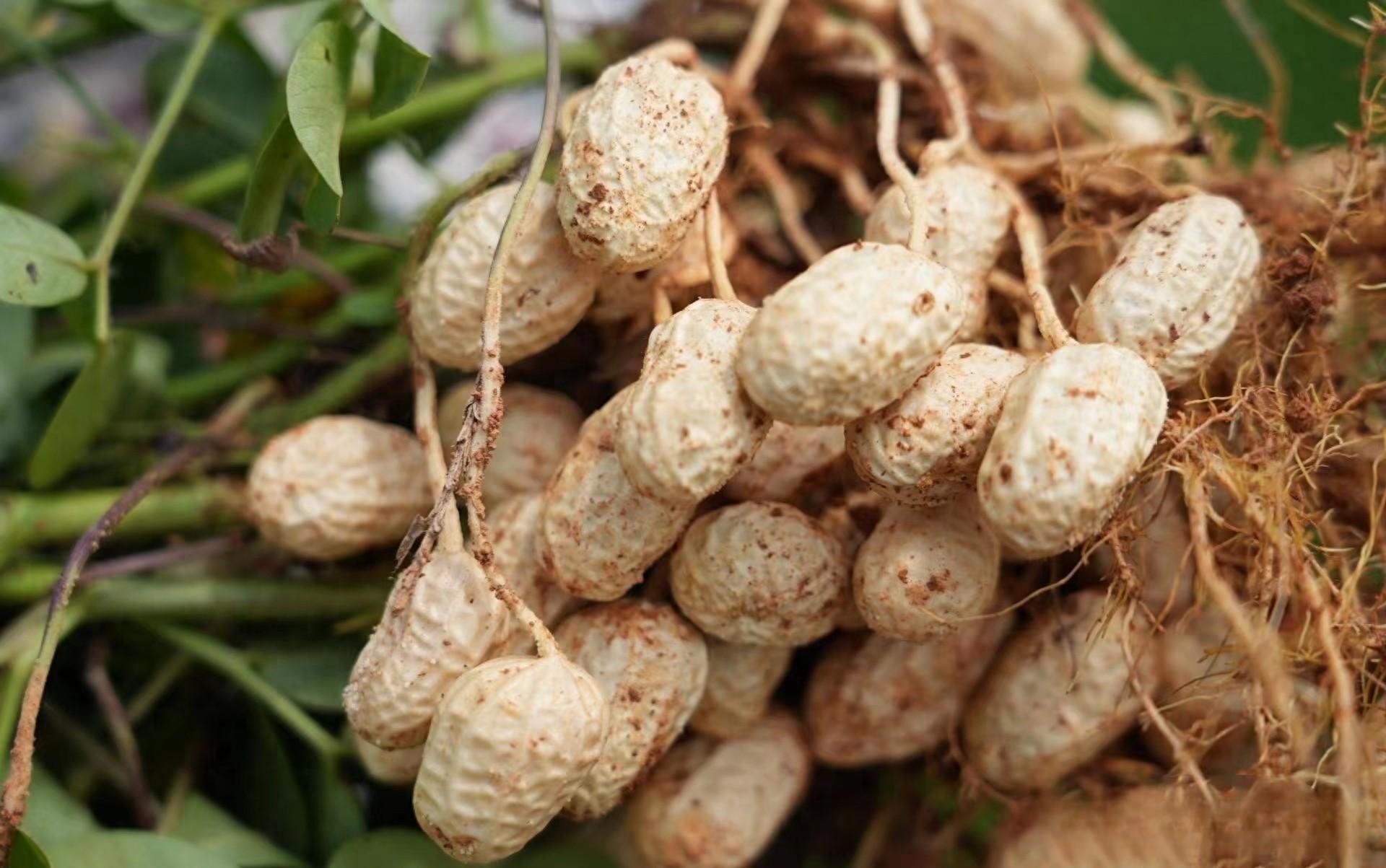 医生提醒:这3类人最好少吃,吃花生的禁忌要懂