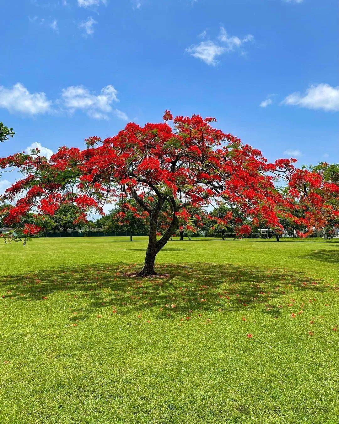 园林中常见的观花乔木