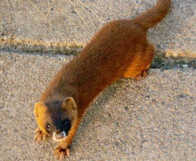 为什么老人都说黄鼠狼不能杀?科学研究发现,原来真不能杀