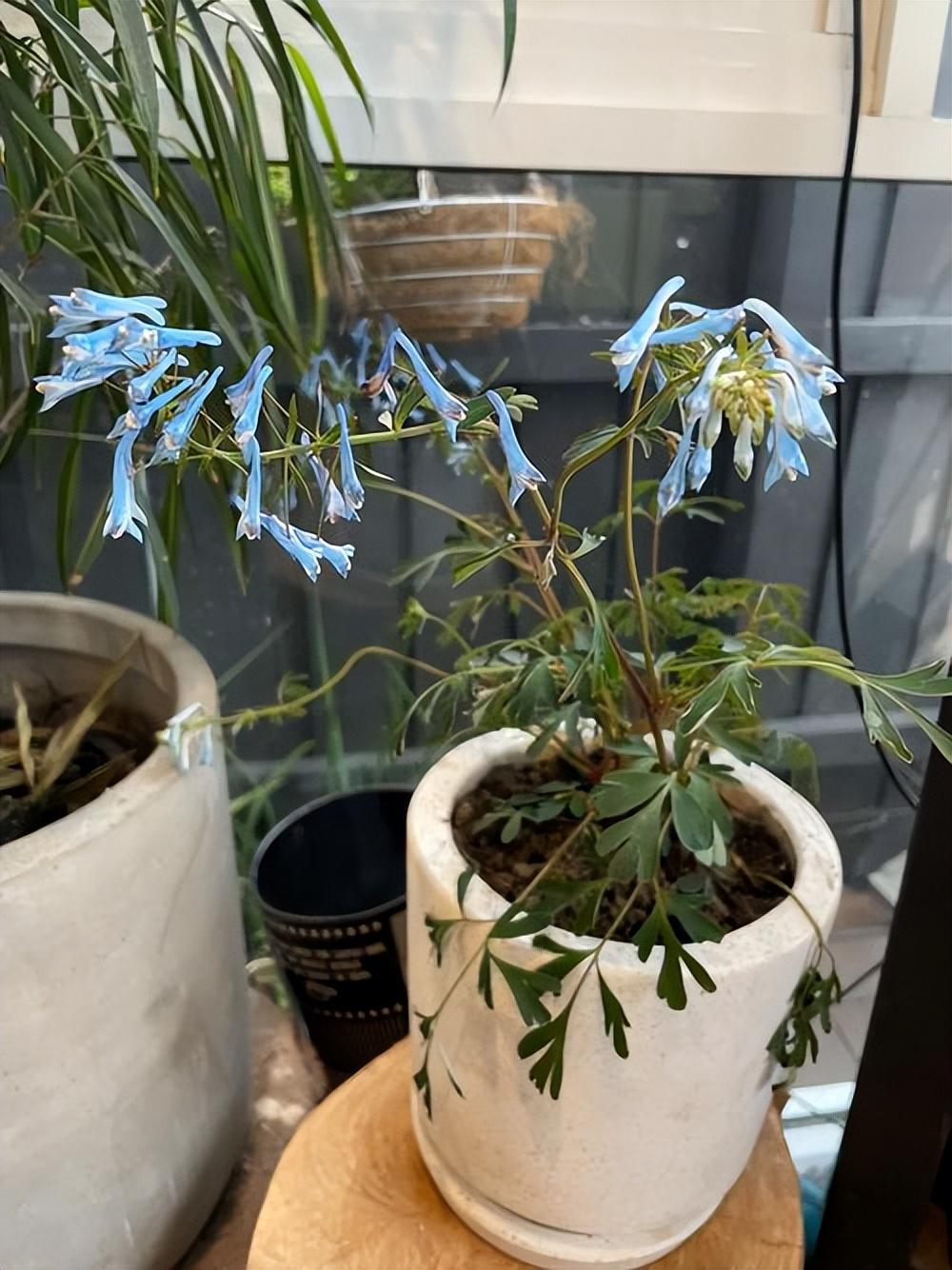 紫堇,有小毒,又名断肠草,漂亮的低矮植物,做盆栽非常不错