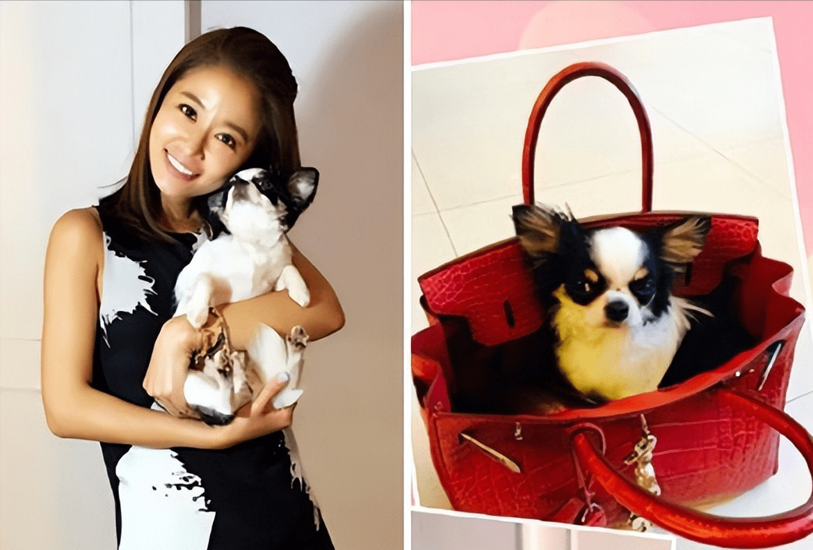要知道林心如的狗包是40万的爱马仕.