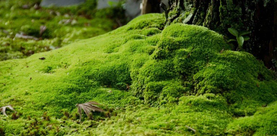 苔花如米小,也学牡丹开.