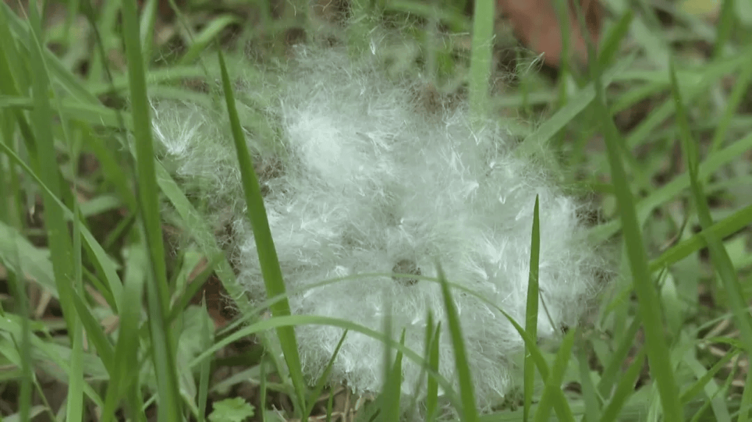 木棉花絮满天飞的伤感图片