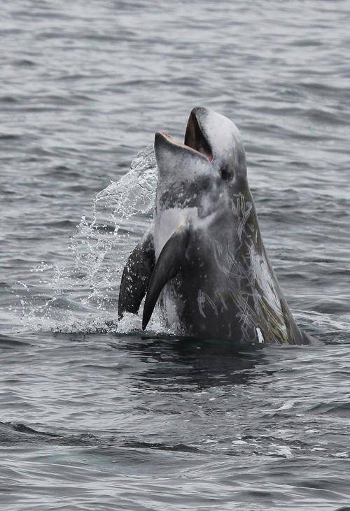 瑞氏海豚通常在雌性达到一定年龄后开始繁殖,配偶选择是一个复杂的