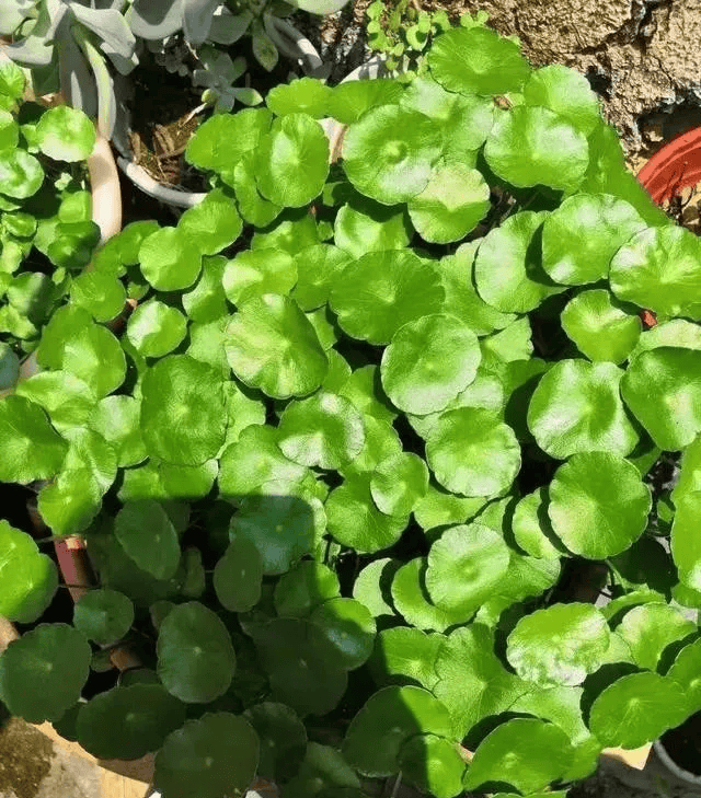 大缸种花图片欣赏图片