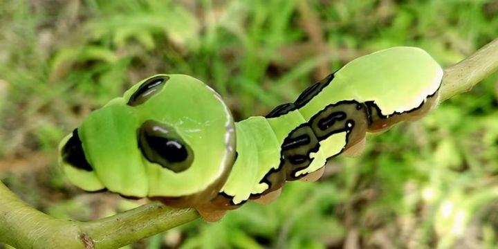 还有的凤尾蝴蝶幼虫进化出了类似蛇用舌头吐信时的触角,拟态做得更像