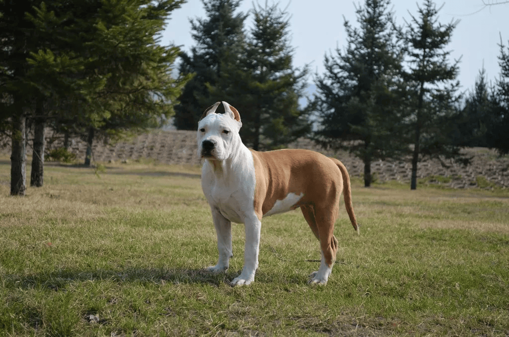 新疆地区的猛犬图片