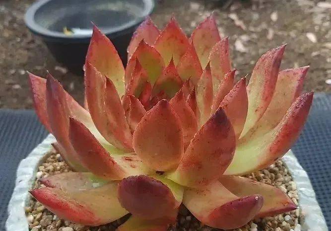 人见人爱的多肉吉玛利亚,叶片饱满十分秀气,株型优美颜色艳丽