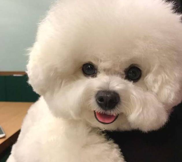 文章里面放的比熊照片,是不是特别好看?