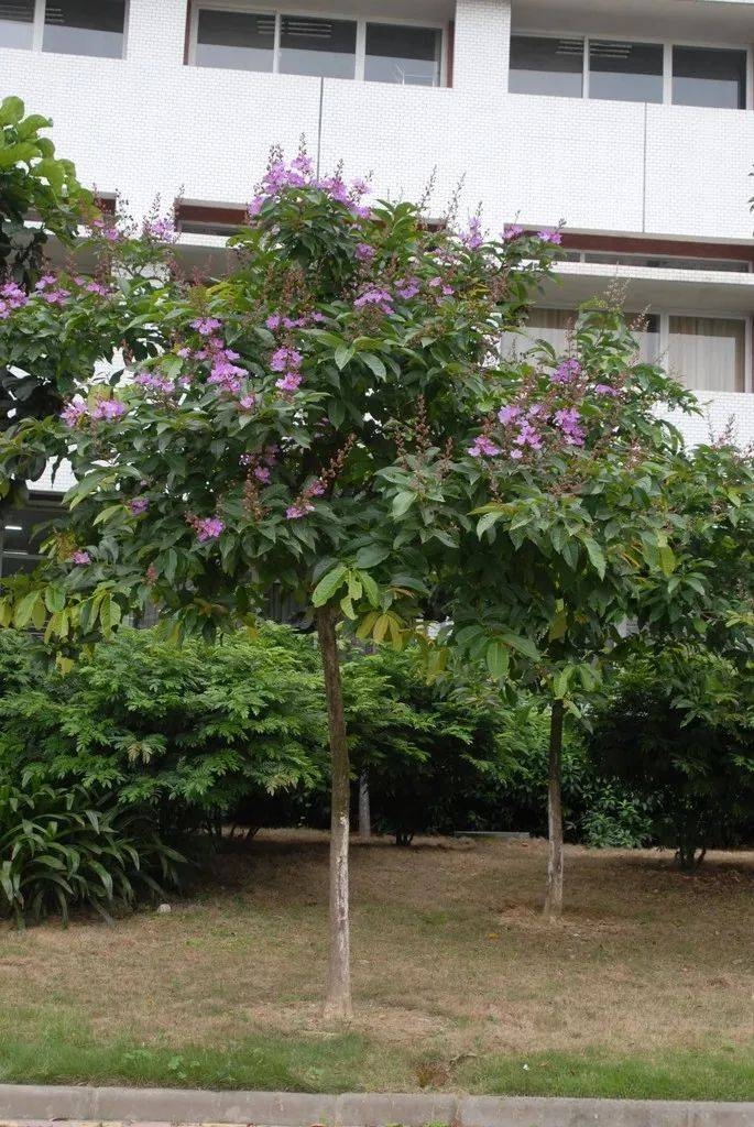 园林中常见的观花乔木