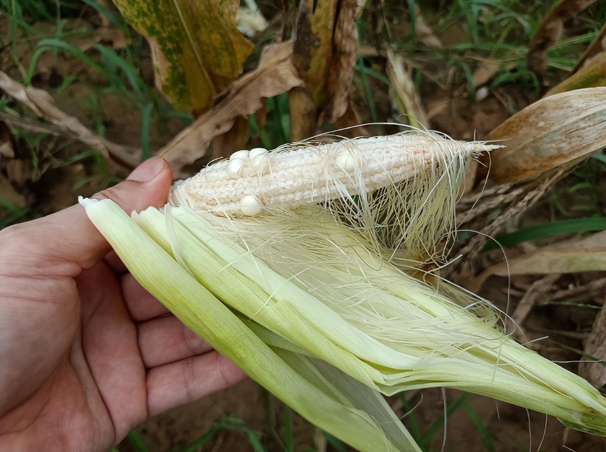 没人要的玉米笋,用来炒肉非常的香,营养价值丰富,别扔了