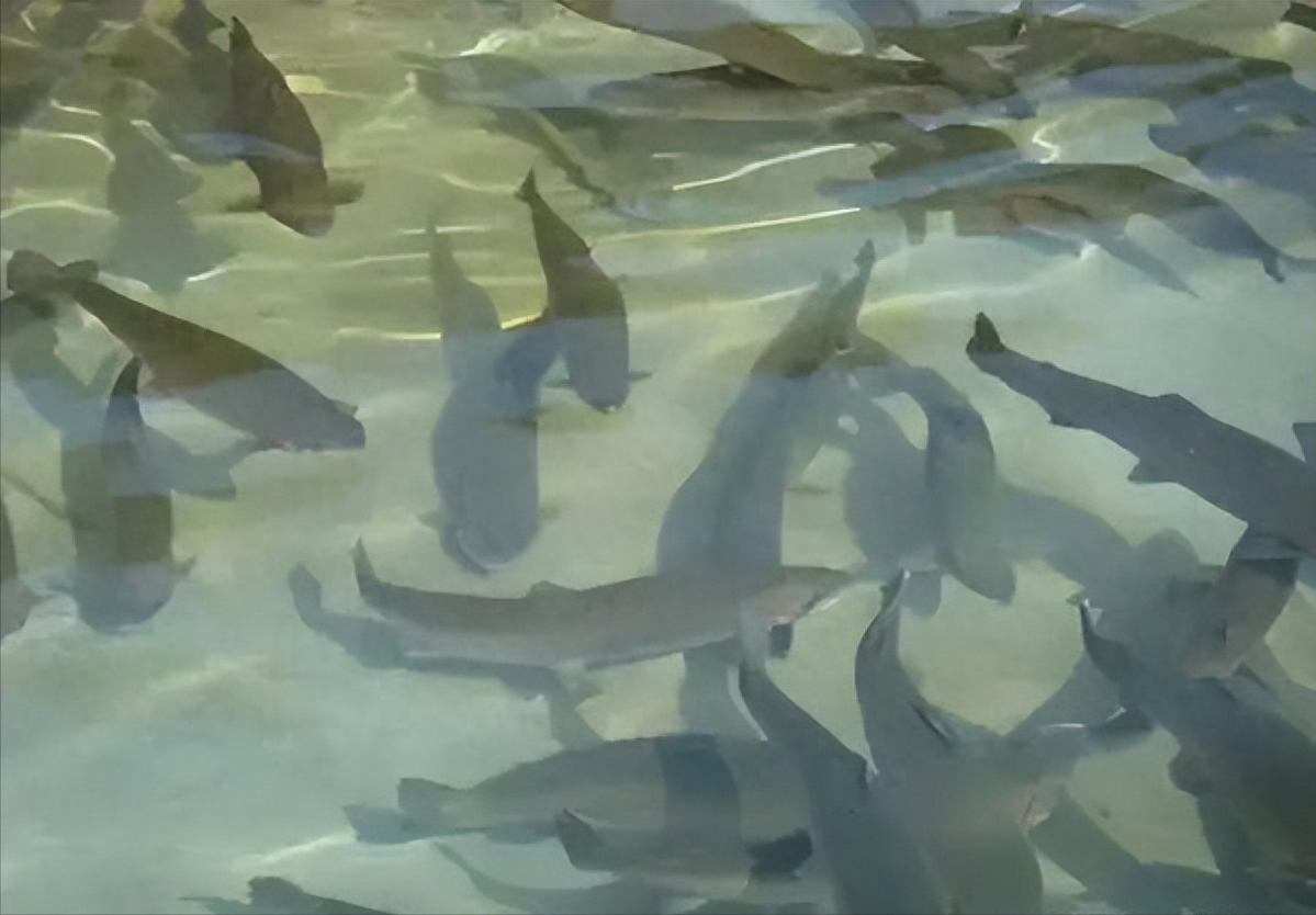 不过当你在品尝青鱼鲜美的味道时,是否想过这种鱼又被称之为"索命鱼"