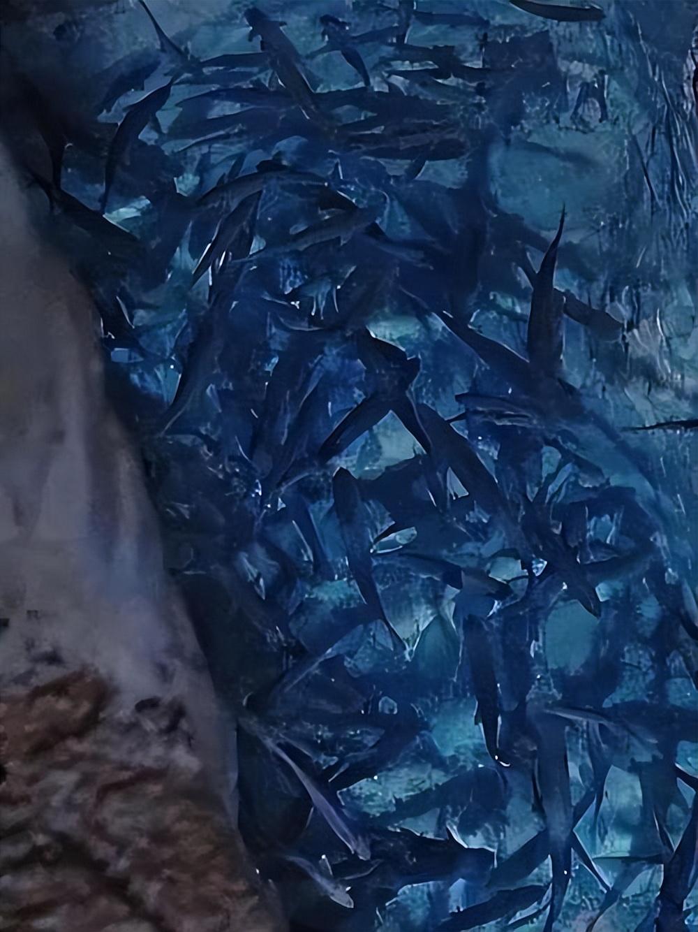 16年前,重庆一老汉在家挖出鱼泉,因此年获益30万,现况如何?