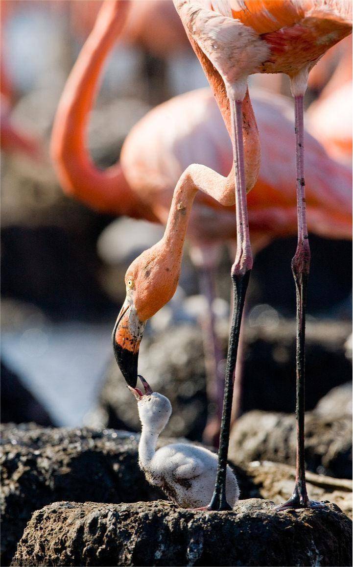 在剧毒盐碱地生存的火烈鸟,用"奶汁"哺育雏鸟!
