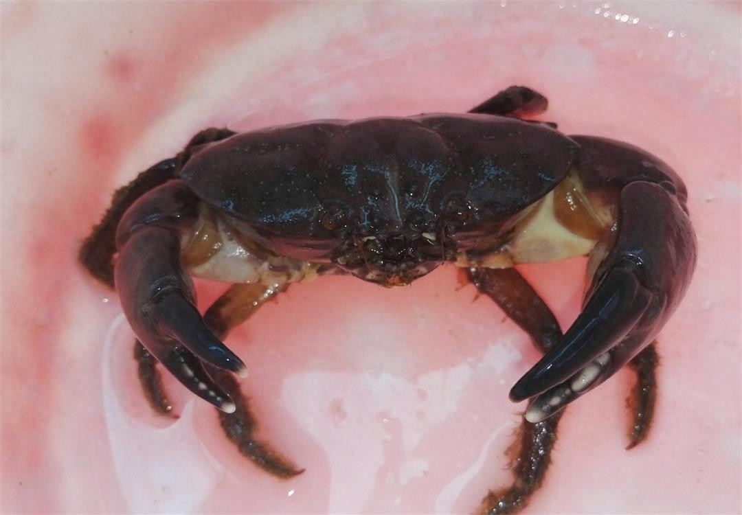 但是这只是破裂哲扇蟹的外表,其实这种螃蟹是有毒的,而且劲儿非常大