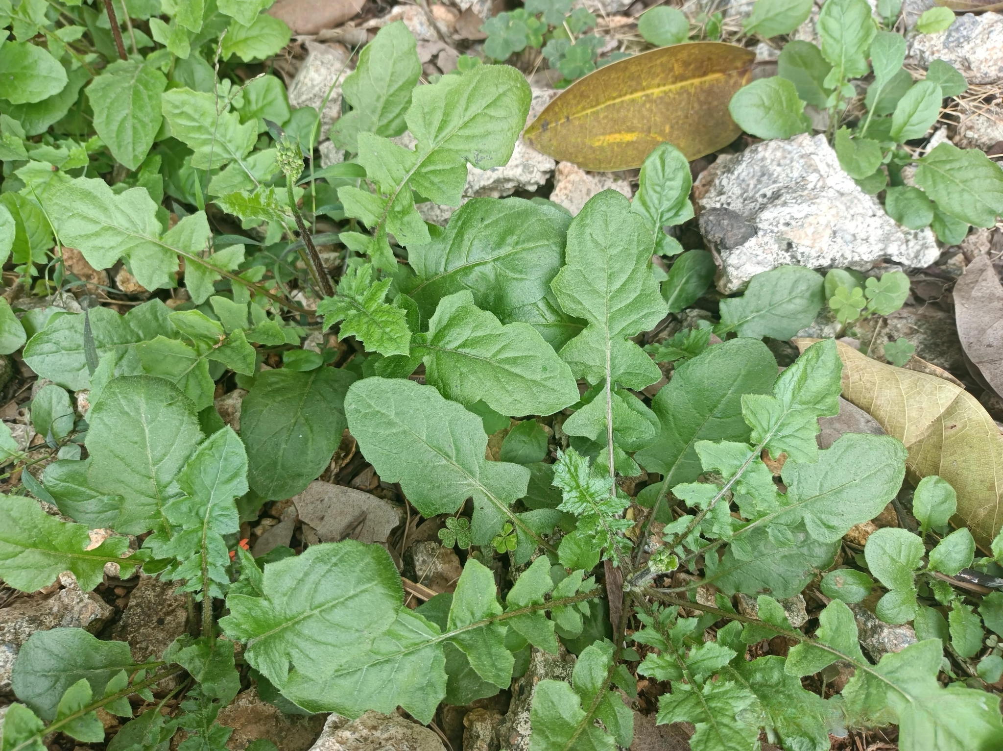 农村常见的"还阳草",见过的人真不少,在路边就有,大家都在摘