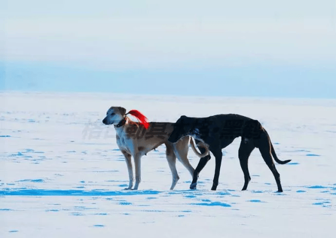 蒙古细犬价格图片