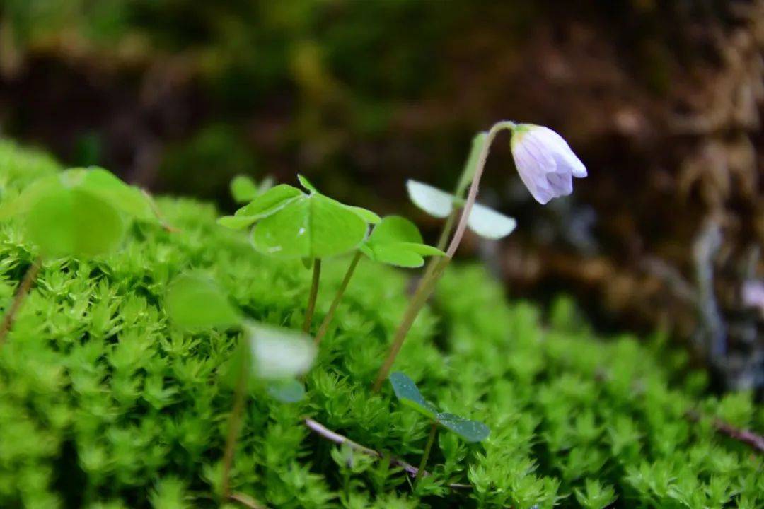 苔花什么时候开图片