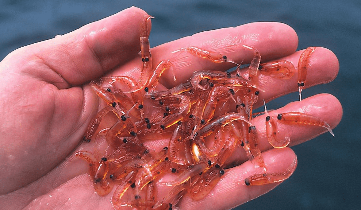 磷虾的捕捞史