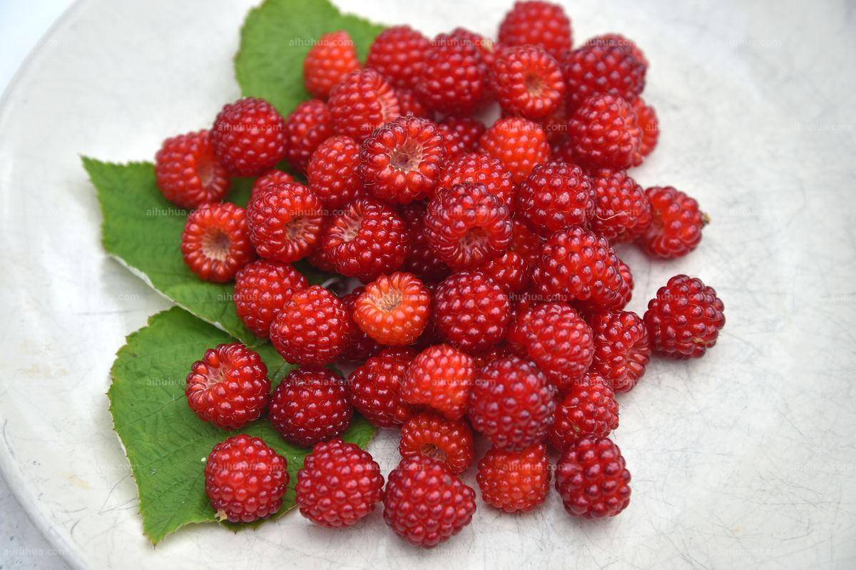 从外形上看,蛇莓果和一般的刺莓果十分相似(覆盆子),大小也相仿,但