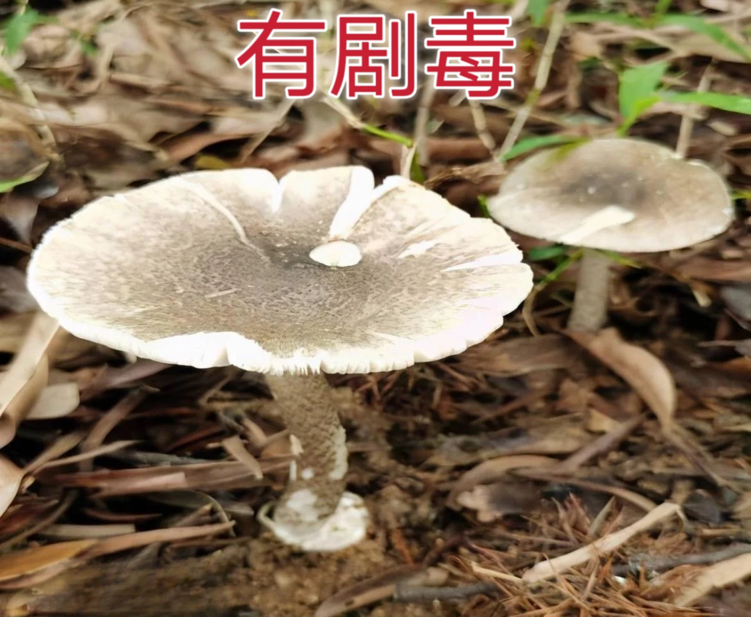 沉浸式打开你所不知道的毒蘑菇世界