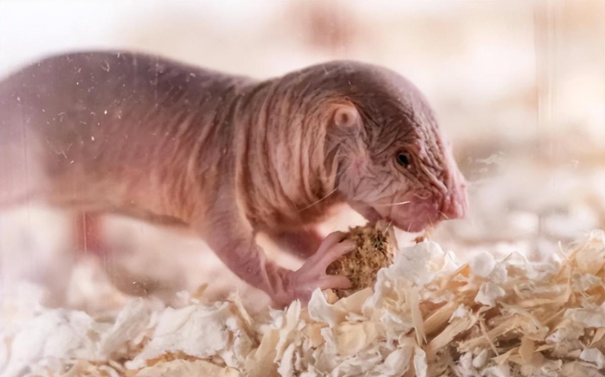 除了上边说到的研究抗癌基因,最大的研究价值就是作为"实验鼠",鼢鼠很