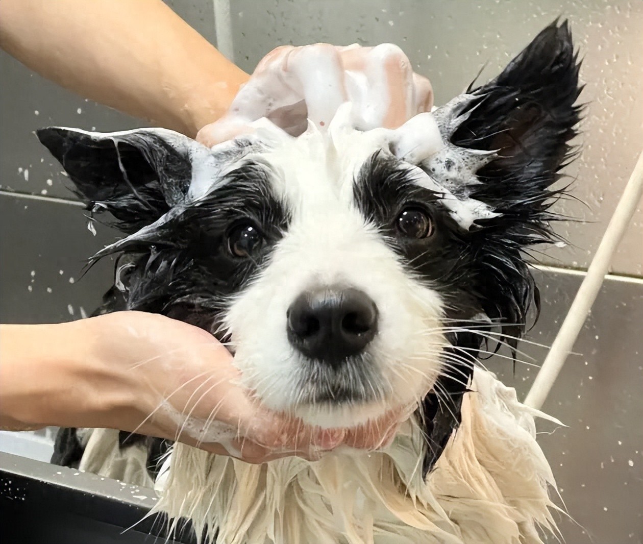 养狗小贴士:狗狗洗澡有讲究,这6个阶段要避开!