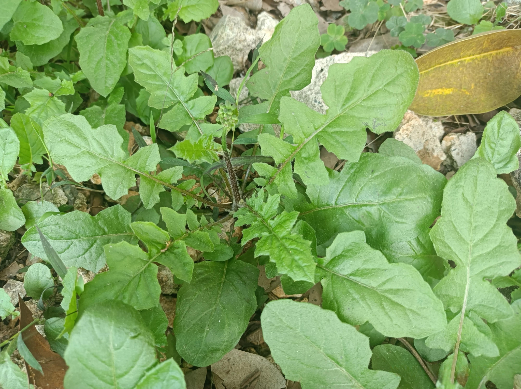 农村常见的"还阳草",见过的人真不少,在路边就有,大家都在摘