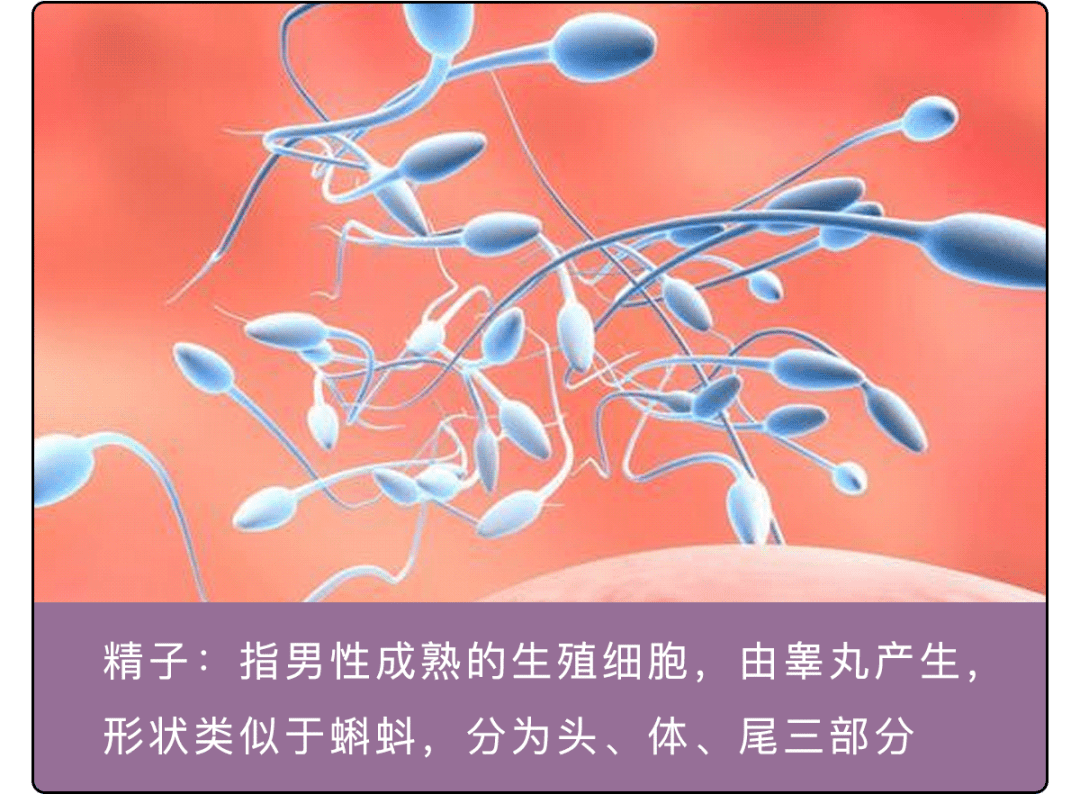 精子里有颗粒结晶,众多精子游向卵细胞 - 伤感说说吧