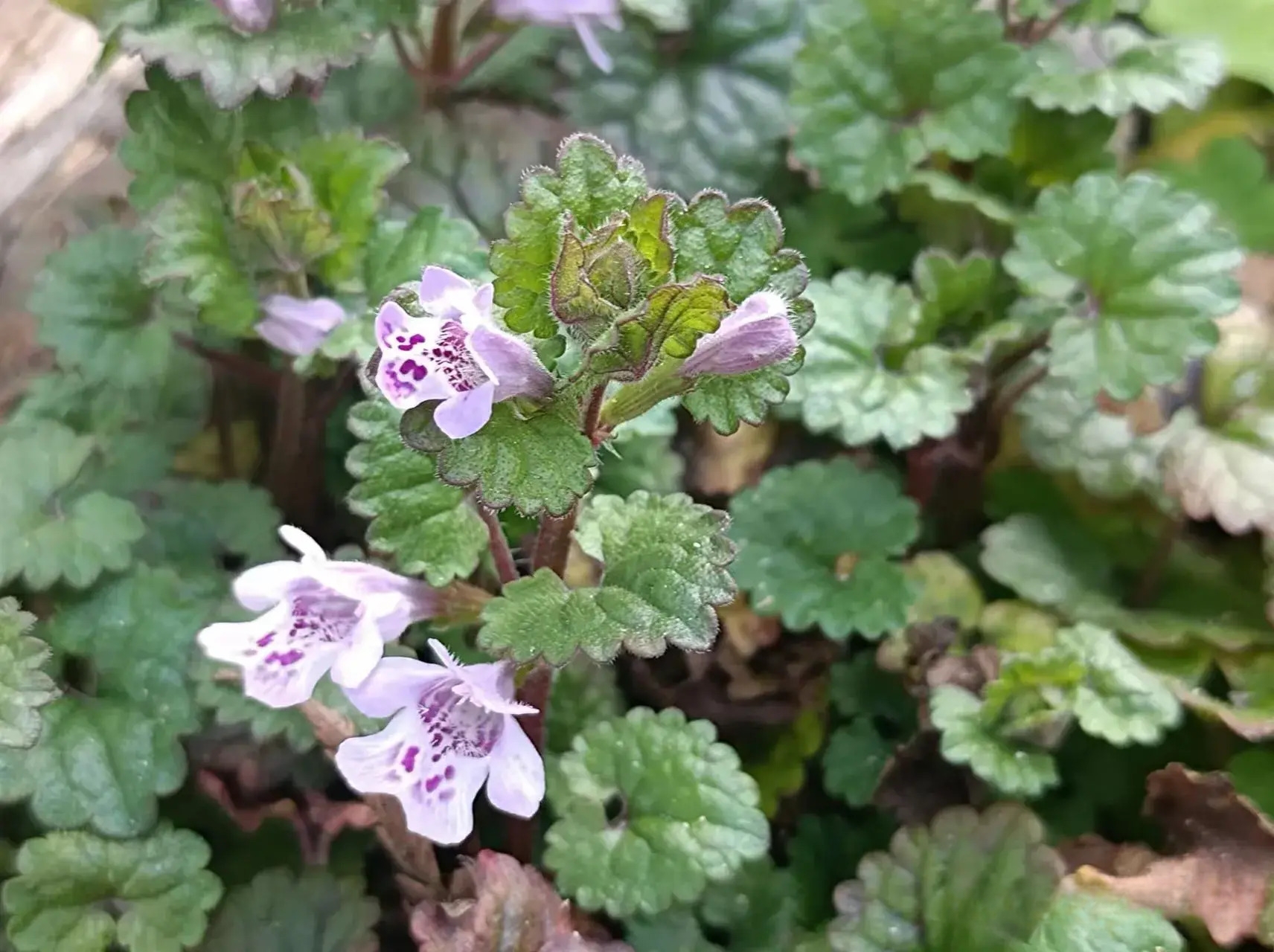 连钱草花图片图片