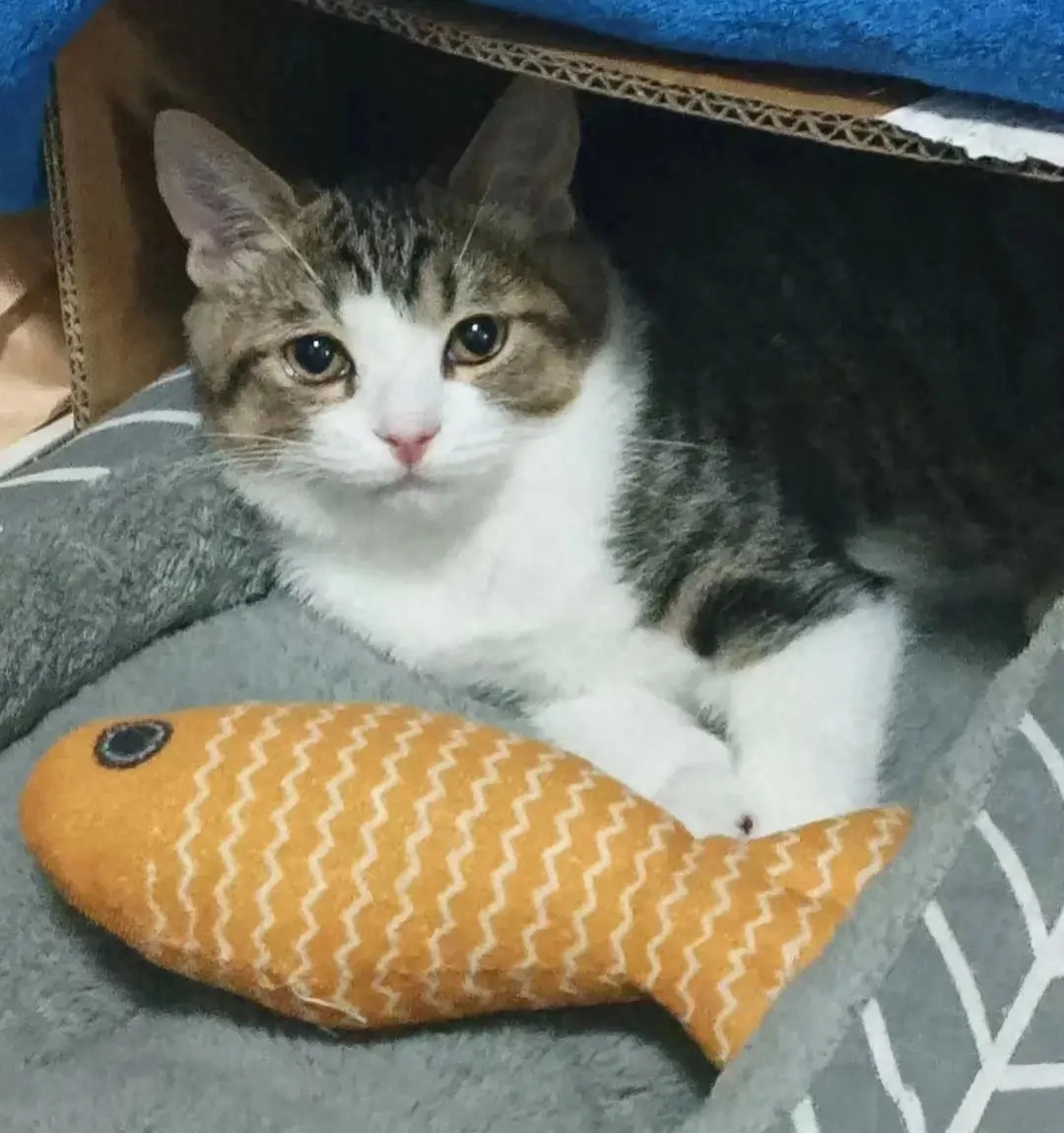 这是简州猫,不是狸花猫,原产地在四川成都简阳市,还是贡品御猫