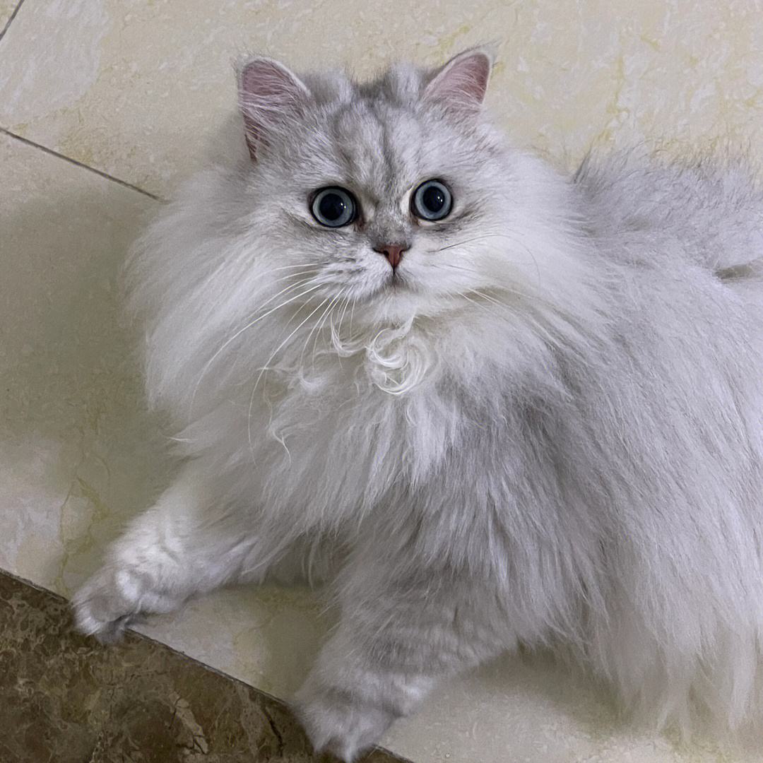 定期带它们去看兽医提供金吉拉猫定期的健康检查和兽医服务是非常