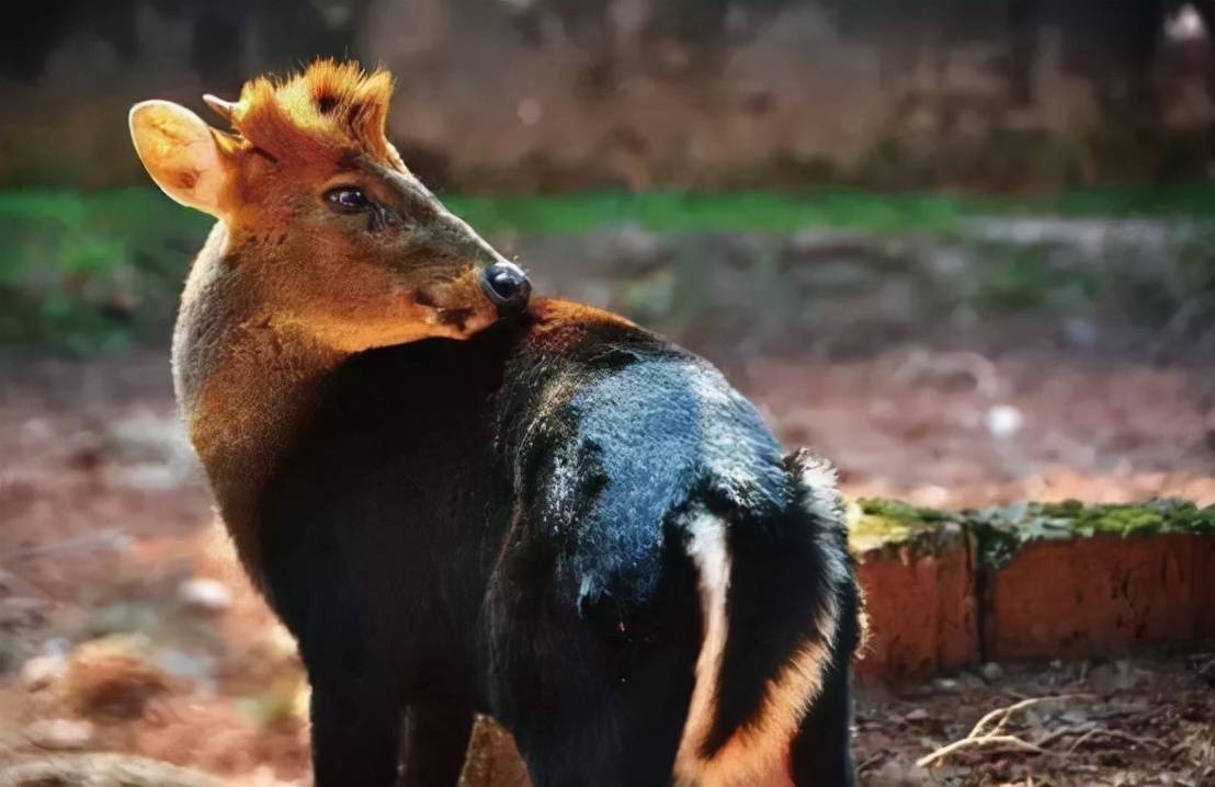 杭州出现的黑麂赤麂又称吠鹿,是麂中体型较大的一种,全身呈棕红色或