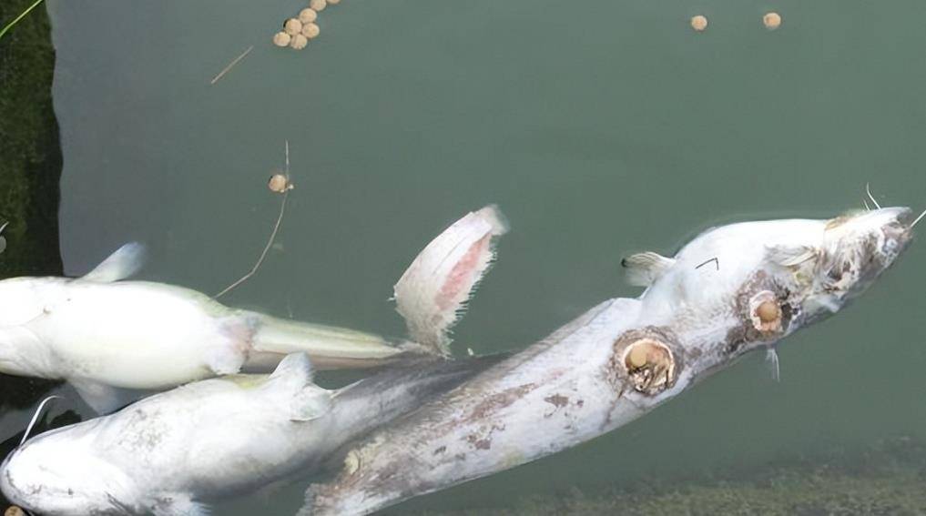 2008年,湖北男子花20万买一条受伤的鱼,3年后靠鱼赚了一亿元