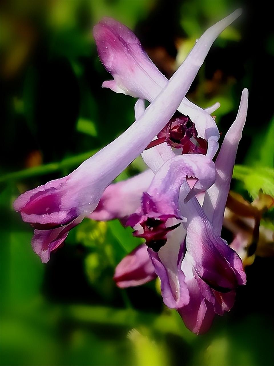 紫堇,有小毒,又名断肠草,漂亮的低矮植物,做盆栽非常不错