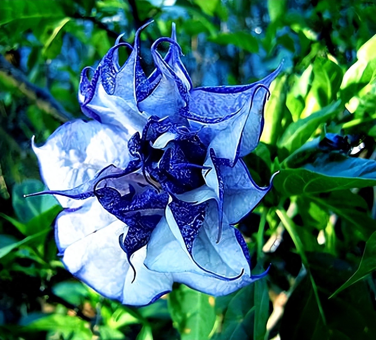 "冥界四花"是指哪4种?大部分人认识3种,第4种也叫死亡之花