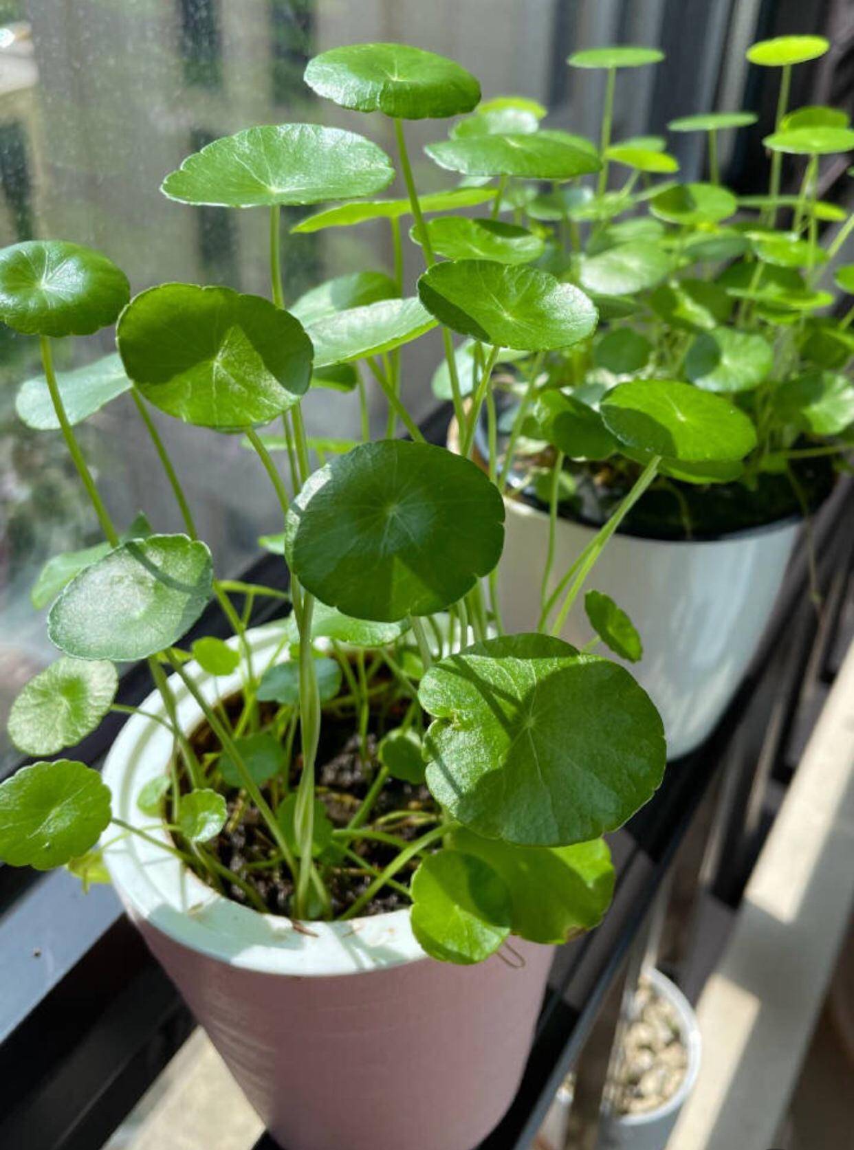 这样养"铜钱草",一盆变几十盆,叶子"大又旺",财气十足