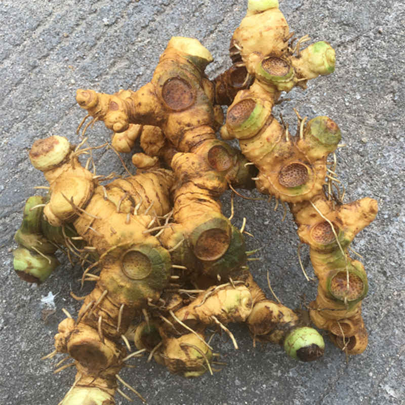 多花黄精平平无奇的外表下,多样的用途,以及林下种植技术的好处