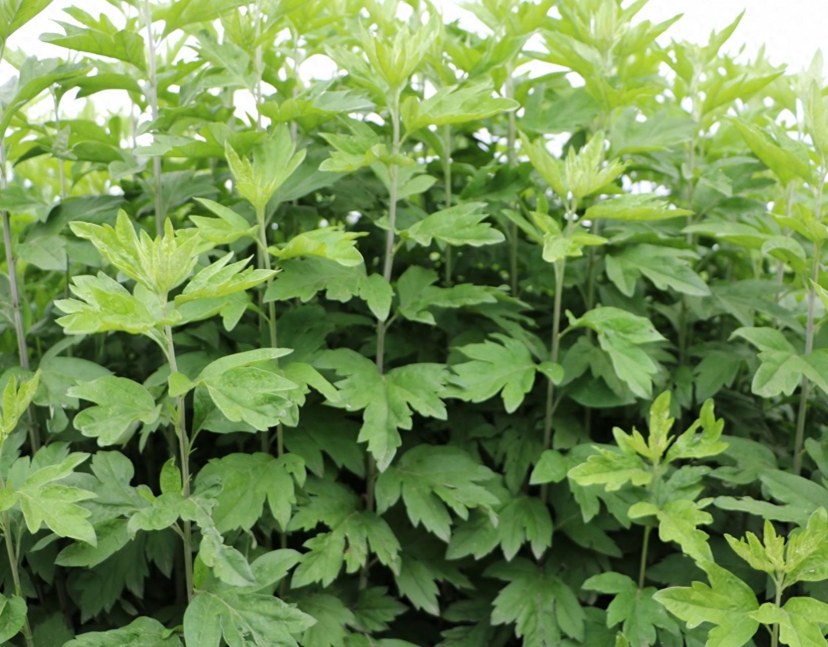 艾草有"百草之王"的美誉,生活中有三大妙用,看到别错过