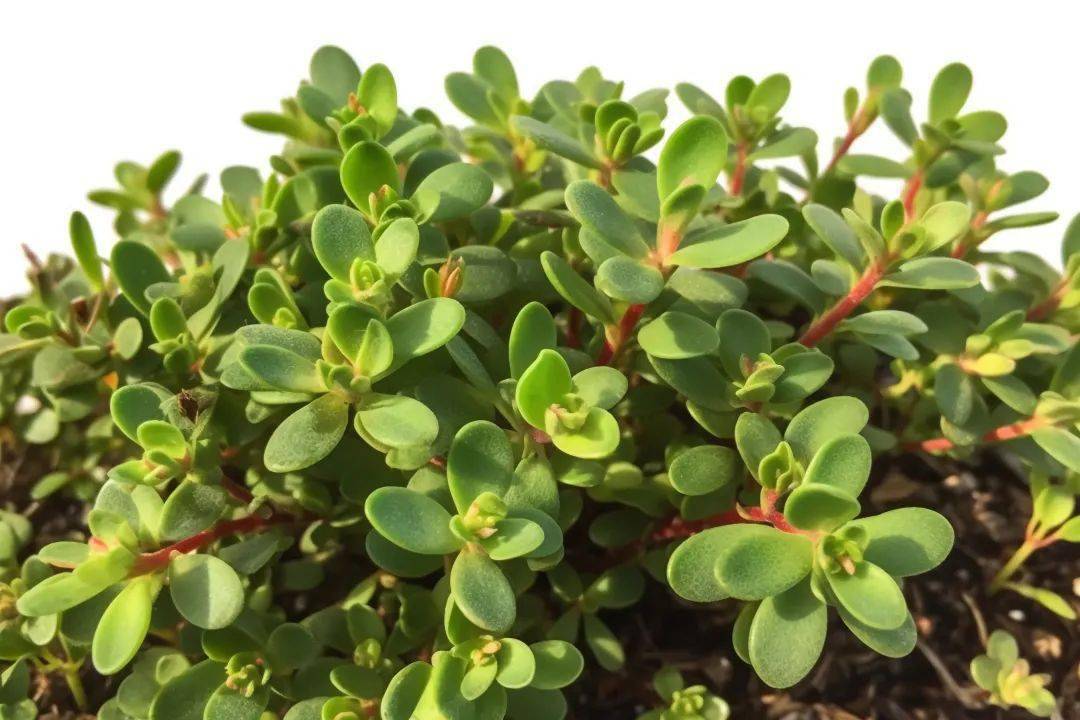 据《中国药典》记载,马齿苋具有清热解毒,凉血止血之功效,可用于热毒