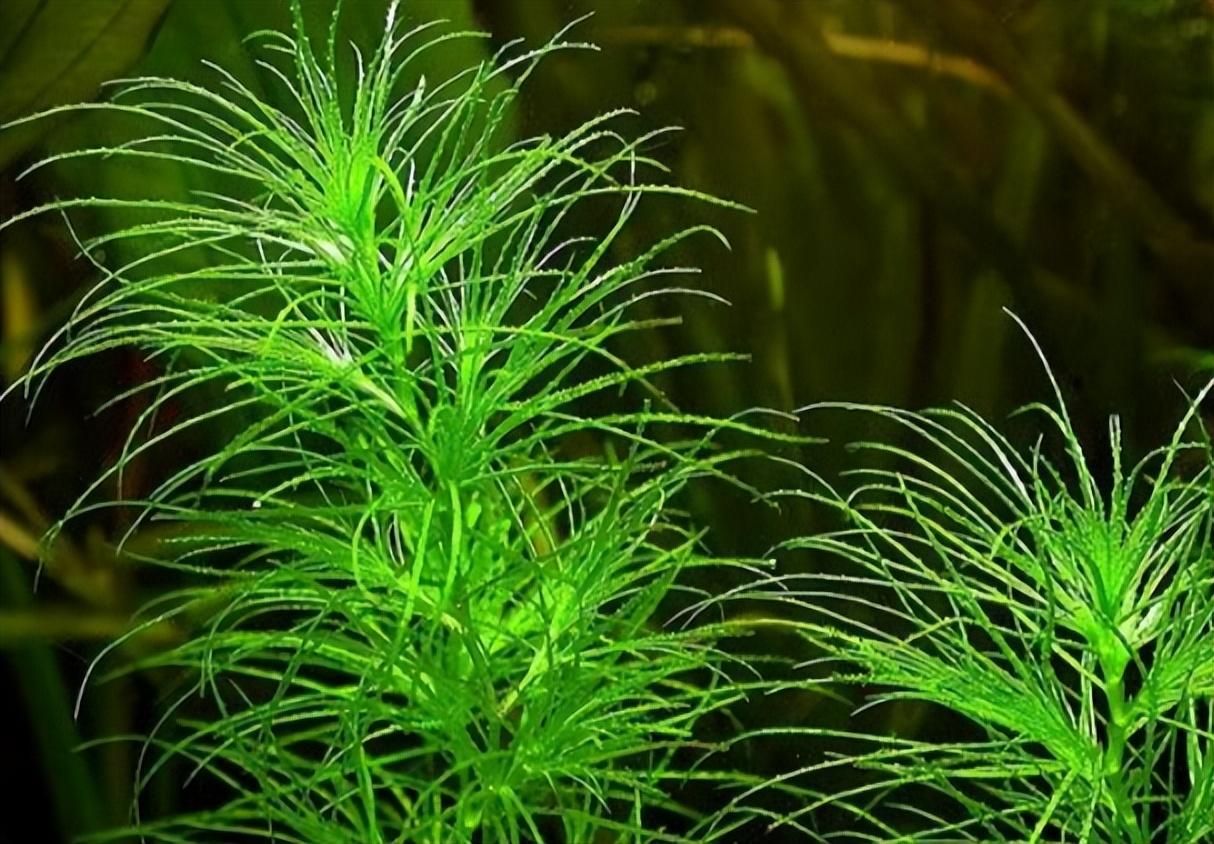 饱和色彩的生态警示,单细胞藻类在海洋和淡水生态系统中的作用