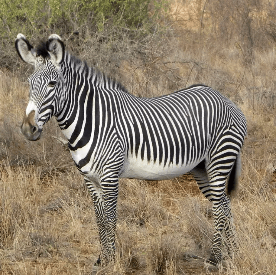 马和驴早就被驯化,斑马也是马,为什么非洲人不能驯化斑马?