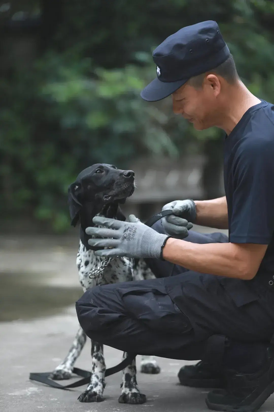 有了波音达犬的加入,让警队的故事更加精彩有趣,成为守护正义的独特