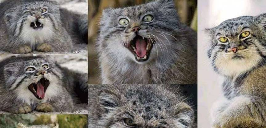 此外兔狲堪称"猫科中的柯基",因为它的腿比较短.