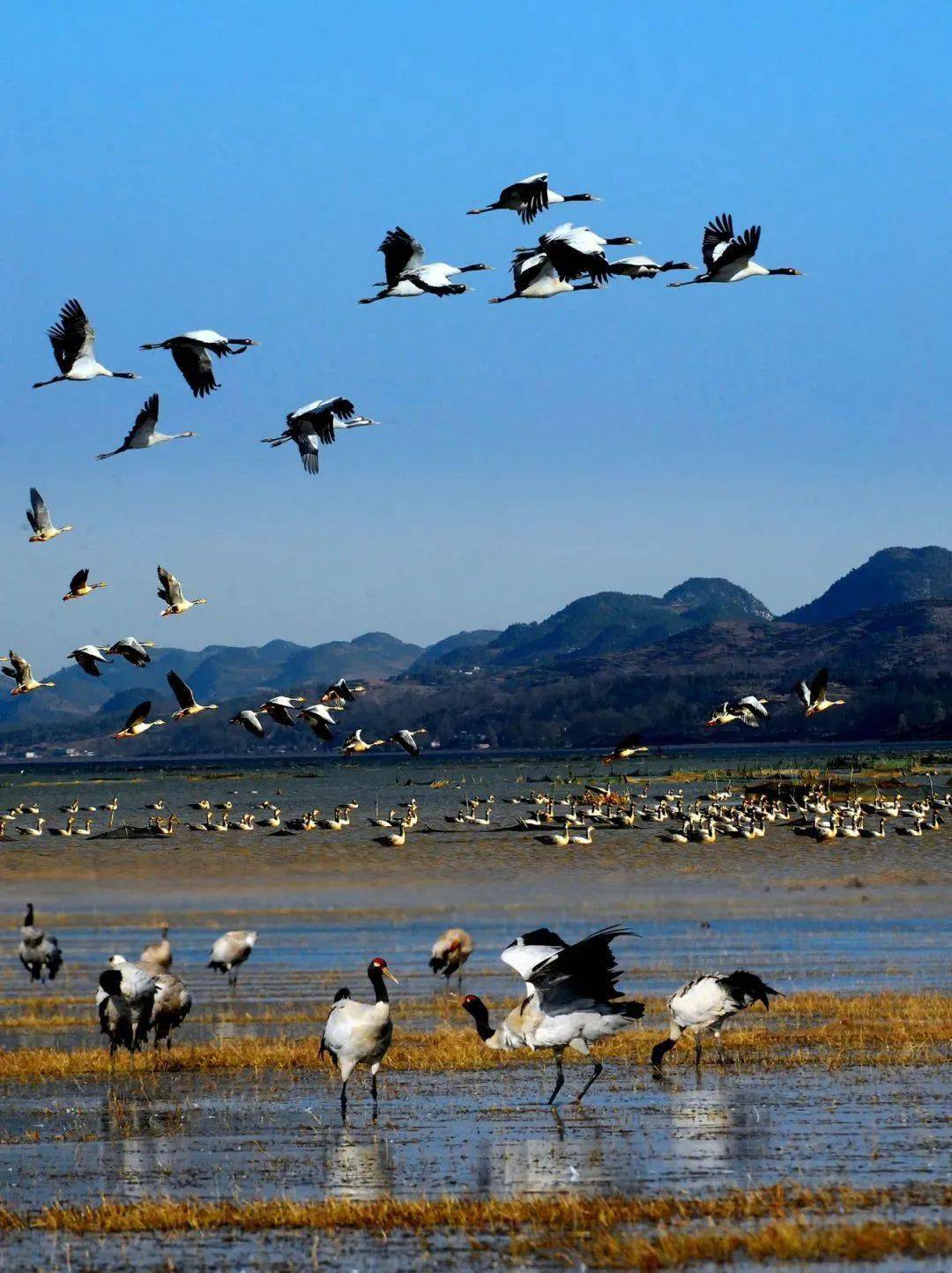 周末,让我们一起去贵州这些观鸟胜地观鸟吧